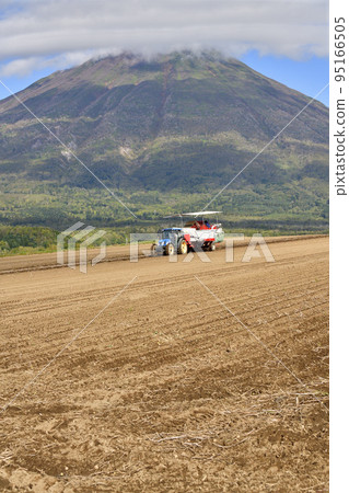 Shooting scenery of Mt. Yotei and potato harvesting in Makkari Village, Hokkaido in autumn 95166505