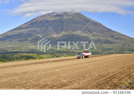 Shooting scenery of Mt. Yotei and potato harvesting in Makkari Village, Hokkaido in autumn 95166506