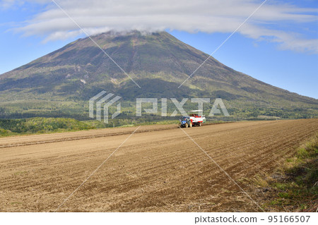 Shooting scenery of Mt. Yotei and potato harvesting in Makkari Village, Hokkaido in autumn Shooting scenery of Mt. Yotei and potato harvesting in Makkari Village, Hokkaido in autumn 95166507