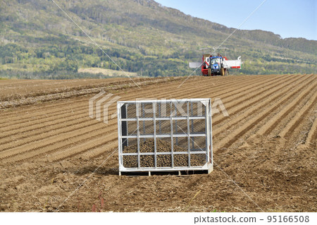 Shooting scenery of Mt. Yotei and potato harvesting in Makkari Village, Hokkaido in autumn Shooting scenery of Mt. Yotei and potato harvesting in Makkari Village, Hokkaido in autumn 95166508