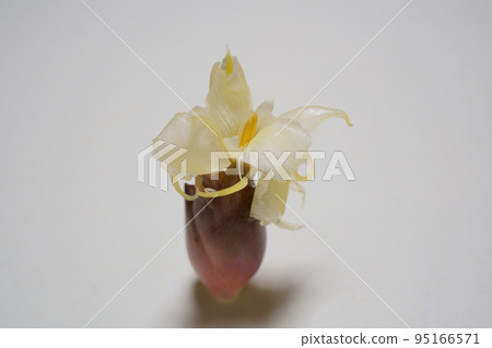 妙賀花開得很美 95166571