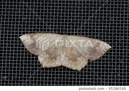 Yamatoedashaku 95166588