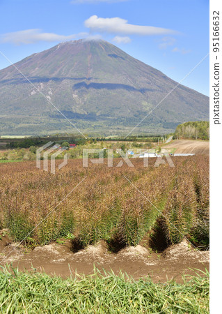 Photographing the scenery of Mt. Yotei and the lily root field near harvest in Kyogoku-cho, Hokkaido in autumn 95166632