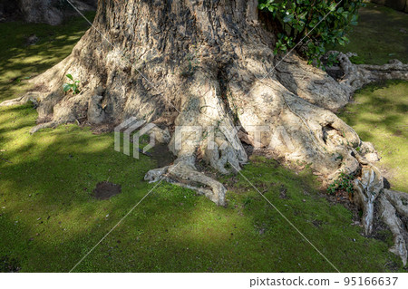 一棵大樹的根 95166637