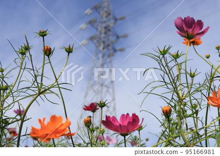 Sakura Dizzy Cosmos Festa 95166981