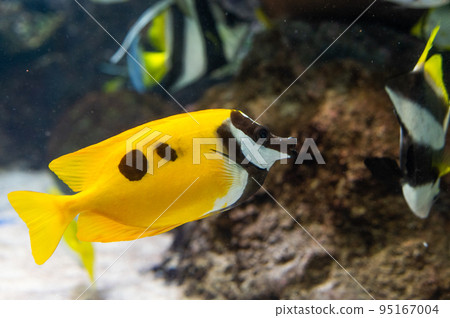 Aquarium is fun 95167004