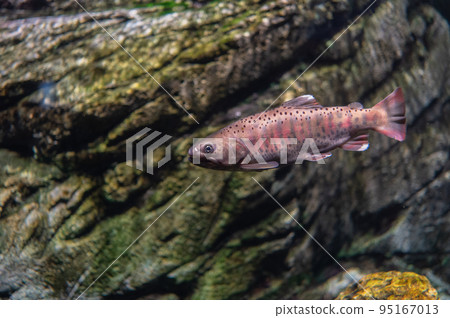 Aquarium is fun Aquarium is fun 95167013