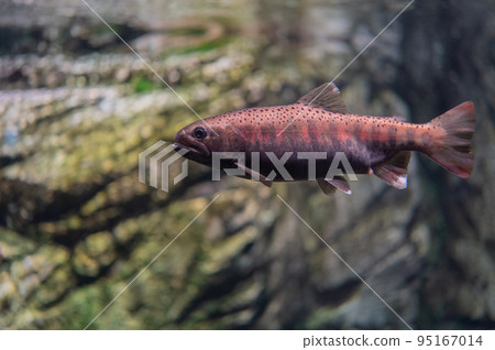 Aquarium is fun Aquarium is fun 95167014
