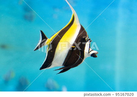 水族館很有趣 水族館很有趣 95167020