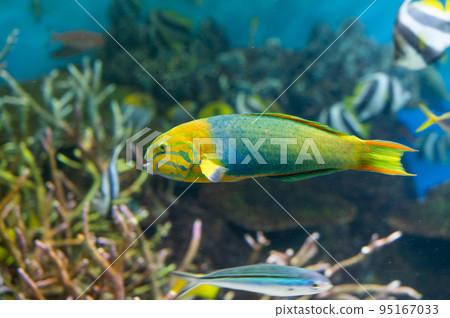 Aquarium is fun 95167033