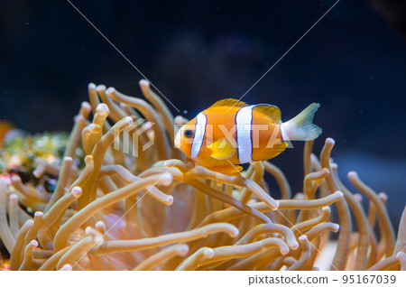 Aquarium is fun 95167039