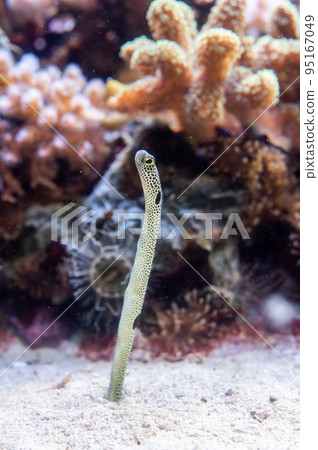 水族館很有趣 95167049
