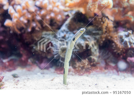 水族館很有趣 95167050