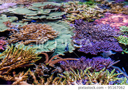 水族館很有趣 水族館很有趣 95167062