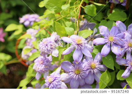 Clematis flower blue light 95167240