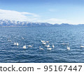 Swans at Lake Inawashiro on a sunny winter day 95167447