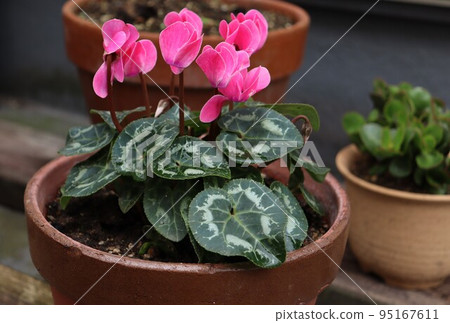 Winter potted garden cyclamen Winter potted garden cyclamen 95167611