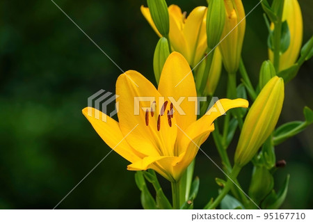 一朵安靜地盛開的橙色百合花盛開 95167710