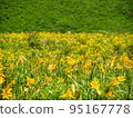 Day lilies of Kirigamine Plateau 15 95167778