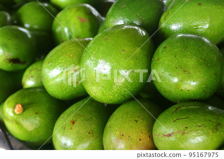 avocado palta guacamole fruit avocado palta guacamole fruit 95167975