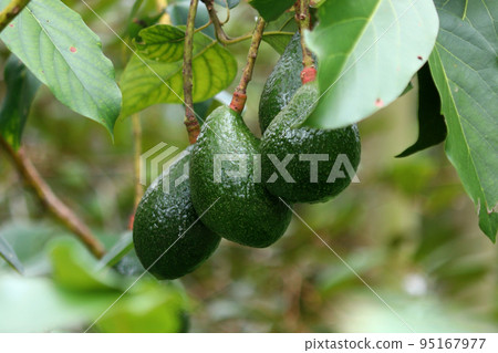 avocado palta guacamole fruit on tree avocado palta guacamole fruit on tree 95167977