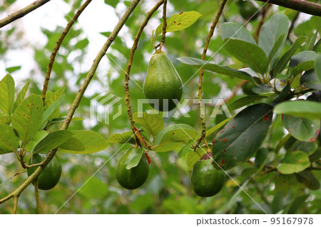avocado palta guacamole fruit on tree avocado palta guacamole fruit on tree 95167978