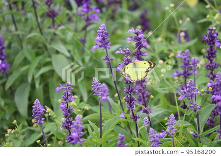 Colias erate and sage 95168200