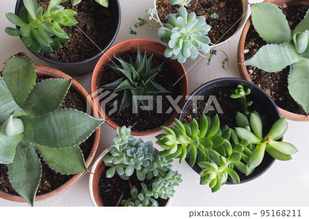 並排排列的盆栽多肉植物 並排排列的盆栽多肉植物 95168211