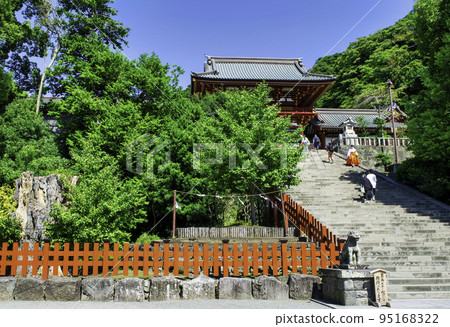 Kamakura Tsurugaoka Hachimangu Shrine Large ginkgo tree and large stone steps 95168322