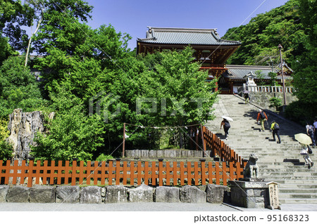 Kamakura Tsurugaoka Hachimangu Shrine Large ginkgo tree and large stone steps 95168323
