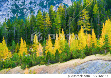 Autumn forest as a background. A view of the natural landscape in the mountains. Pine trees. 95168354