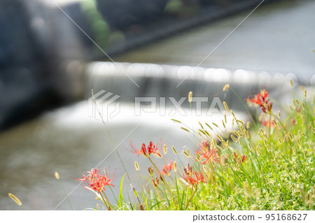 Handa City, Aichi Prefecture: Amaryllis and Nekojarashi along the Yakachi River, known as the home of the fairy tale Gongitsune Handa City, Aichi Prefecture: Amaryllis and Nekojarashi along the Yakachi River, known as the home of the fairy tale Gongitsune 95168627