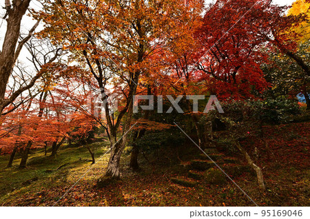 Autumn leaves of Joshoji Temple Autumn leaves of Joshoji Temple 95169046