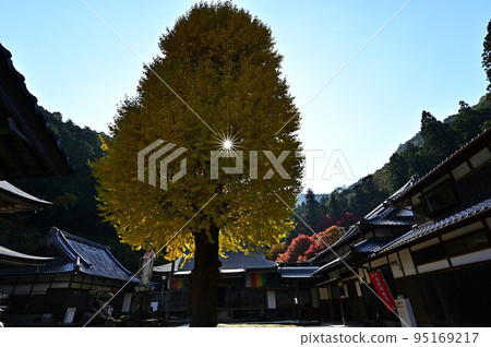 Uto Kannon Ginkgo at Koseiji Temple Uto Kannon Ginkgo at Koseiji Temple 95169217