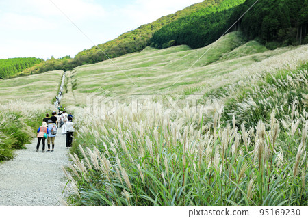 秋天的箱根仙石原1路薄野長廊 神奈川縣箱根町 95169230