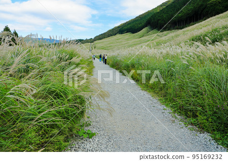 秋天的箱根仙石原1路薄野長廊 神奈川縣箱根町 95169232