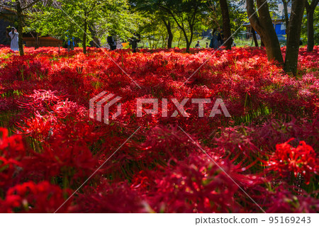 Amaryllis flowers blooming in Chichibu Kinchakuda 95169243
