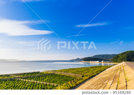 陸前高田、高田松原植樹 陸前高田、高田松原植樹 95169280