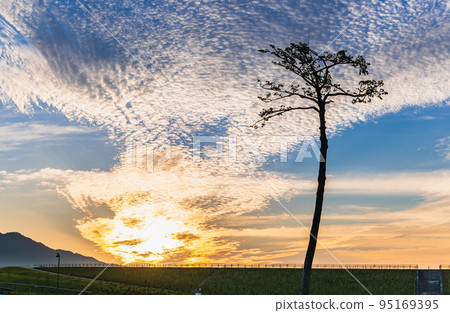 陸前高田奇蹟松晨景 95169395