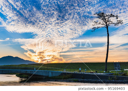 陸前高田奇蹟松晨景 95169403