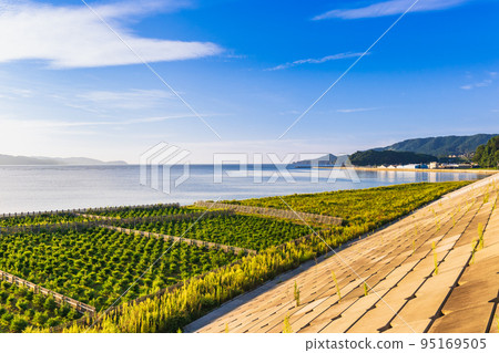 Rikuzentakata, Takata Matsubara with trees planted Rikuzentakata, Takata Matsubara with trees planted 95169505