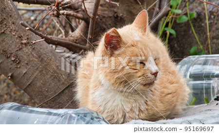 tabby cat taking a nap tabby cat taking a nap 95169697