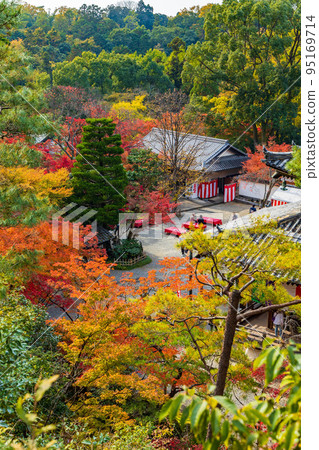 京都東山的秋天，有紅葉的今熊野觀音寺 95169714