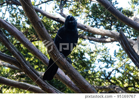 烏鴉在唱歌 95169767