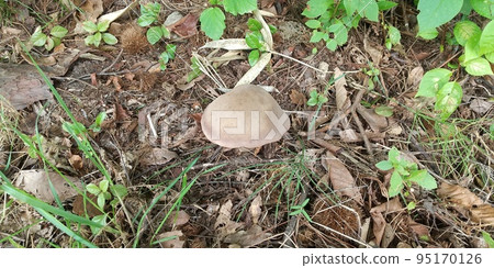 葡萄二口 葡萄二口 95170126
