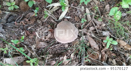 葡萄二口 葡萄二口 95170127