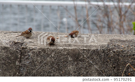 來吃香脆貓糧的麻雀 95170291