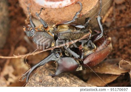 Beetles mating in a case 95170697