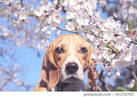 Blue sky, cherry blossoms and beagle dog Blue sky, cherry blossoms and beagle dog 95170705
