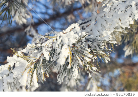 Spruce is covered with snow after snowfall. Nature of Russia. Spruce is covered with snow after snowfall. Nature of Russia. 95170839